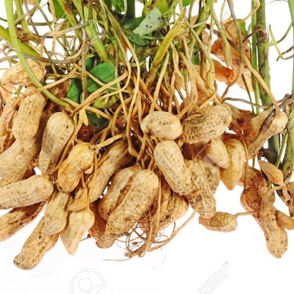 Ground nuts – Organic Millets